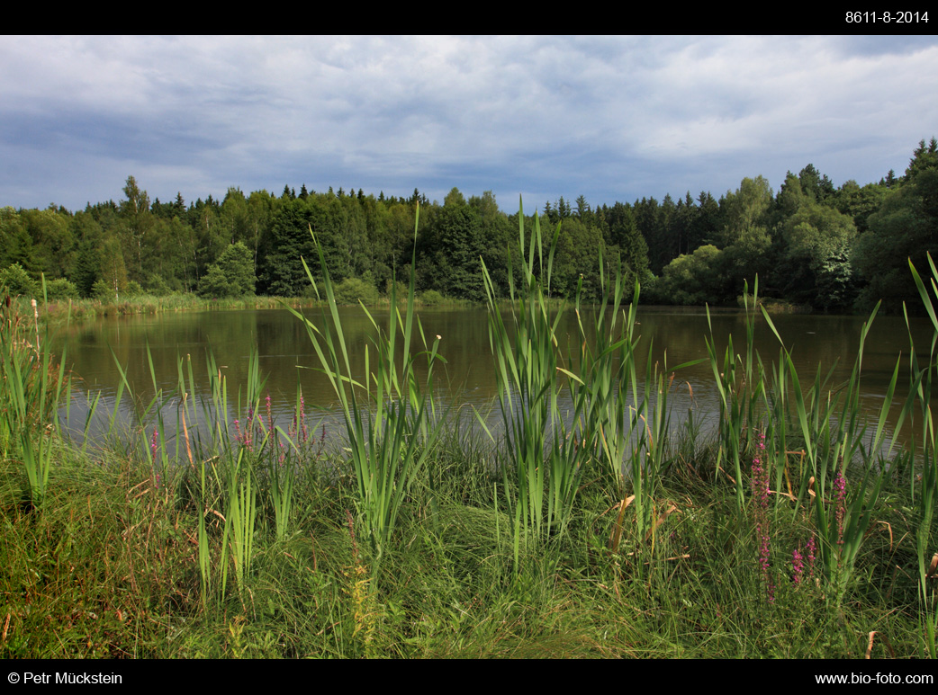 Ratajské rybníky (přírodní památka) - rybníky s mokřady asi 500 m severovýchodně od města Hlinska. Soubor společenstev rybníků, mokřadů a vlhkých slatinných luk je cenným biotopem řady chráněných a ohrožených druhů rostlin a živočichů. Evropsky významná lokalita, Natura 2000, Pardubický kraj, CHKO Žďárské vrchy.
8611-8-2014
