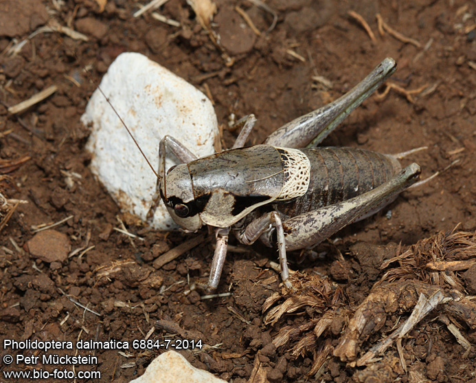 Pholidoptera dalmatica 6884-7-2014