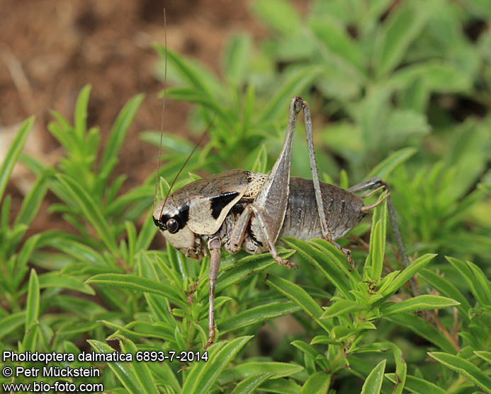 Pholidoptera dalmatica 6893-7-2014
