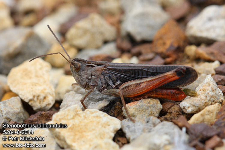 Stenobothrus rubicundulus CZ: saranče cvrčivá DE: Der Bunter Alpengrashüpfer ENG: Wing-buzzing Grasshopper SYN: Stenobothrus miniatus, Stenobothrus rubicundus 
5284-6-2014