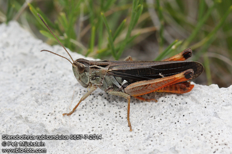 Stenobothrus rubicundulus 6857-7-2014 CZ: saranče cvrčivá DE: Der Bunter Alpengrashüpfer ENG: Wing-buzzing Grasshopper SYN: Stenobothrus miniatus, Stenobothrus rubicundus 