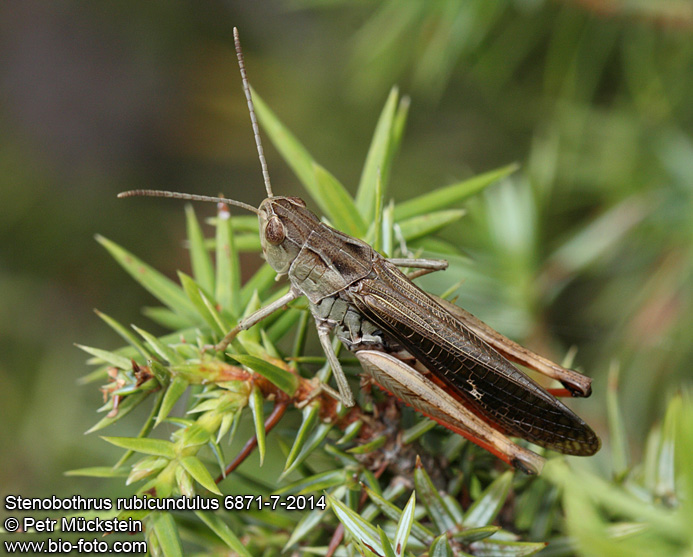 Stenobothrus rubicundulus CZ: saranče cvrčivá DE: Der Bunter Alpengrashüpfer ENG: Wing-buzzing Grasshopper SYN: Stenobothrus miniatus, Stenobothrus rubicundus 
6871-7-2014 