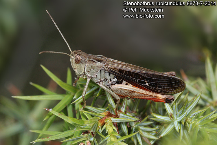 Stenobothrus rubicundulus CZ: saranče cvrčivá DE: Der Bunter Alpengrashüpfer ENG: Wing-buzzing Grasshopper SYN: Stenobothrus miniatus, Stenobothrus rubicundus 
6873-7-2014 