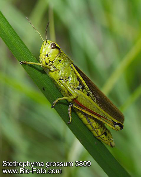 saranče tlustá - Stethophyma grossum
IMG 3809

UK: Large Marsh Grasshopper CZ: Saranče DE: Sumpfschrecke LAT: Mecostethus grossus