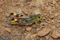 Arcyptera-brevipennis-5279-6-2014.jpg