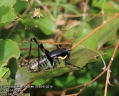 Eupholidoptera-chabrieri-5189-6-2014.jpg