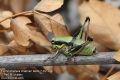 Eupholidoptera-chabrieri-6696-7-2014.jpg