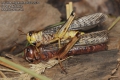 Locusta-migratoria-5653-2012.jpg