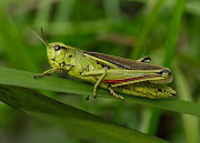 saranče tlustá - Stethophyma grossum
IMG 3800

UK: Large Marsh Grasshopper CZ: Saranče DE: Sumpfschrecke LAT: Mecostethus grossus
albums/Ensifera_Caelifera/thumb_Stethophyma-grossum-sarance-tlusta-IMG_3800.jpg