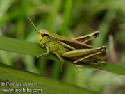 saranče tlustá - Stethophyma grossum
IMG 3803

UK: Large Marsh Grasshopper CZ: Saranče DE: Sumpfschrecke LAT: Mecostethus grossus
albums/Ensifera_Caelifera/thumb_Stethophyma-grossum-sarance-tlusta-IMG_3803.jpg