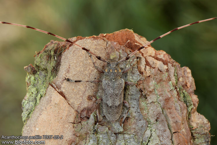 Acanthocinus aedilis - kozlíček dazule
7937-09-3
DE: Zimmermannsbock UK: Timberman beetle SE: Timmerman skalbagge Cerambycidae