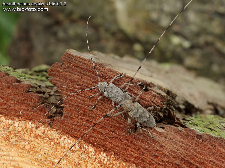 Acanthocinus aedilis - kozlíček dazule
8186-09-3
DE: Zimmermannsbock UK: Timberman beetle SE: Timmerman skalbagge Cerambycidae