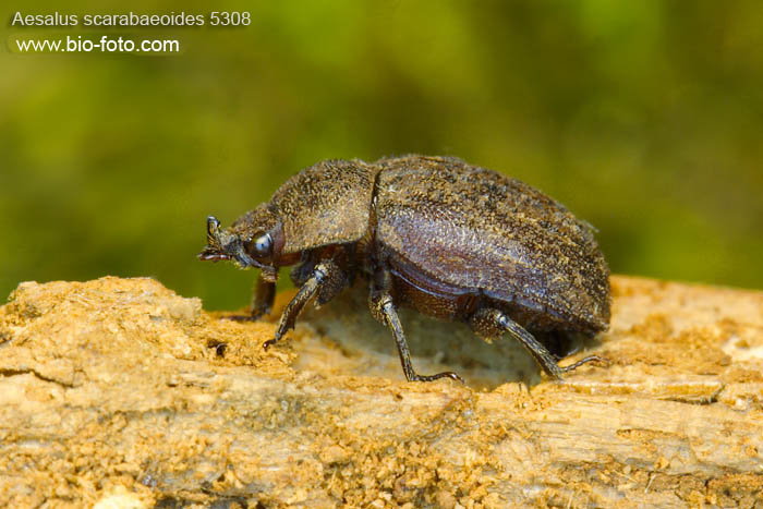 Aesalus scarabaeoides - roháček IMG 5308 UK: Stag beetle DE: Kurzschröter SV: brunoxe