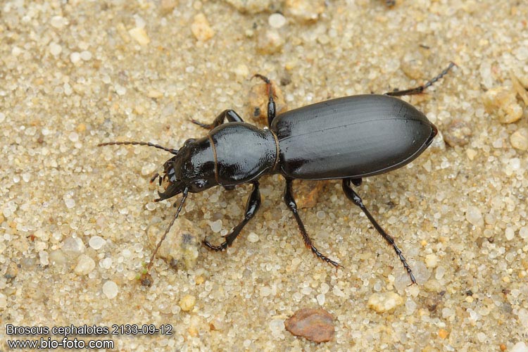 Broscus cephalotes 2133-09-12 CZ: střevlík hlaváč DE: Der Kopfkäfer UK: ground beetle NL: Dikkoploopkever LT: Didžiagalvis žygis FI: Jymykiitäjäinen LI: skrejvabole 