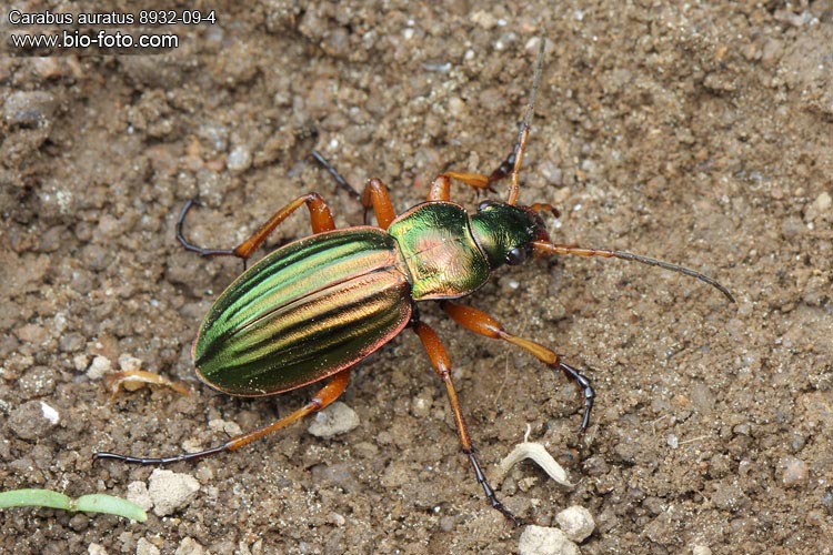 Carabus auratus 8932-09-4 UK: Golden ground beetle DE: Goldlaufkäfer SK: bystruška zlatistá CZ: střevlík zlatitý zlatý PL: Biegacz złocisty DK: Stor guldløber NL: Gouden loopkever 