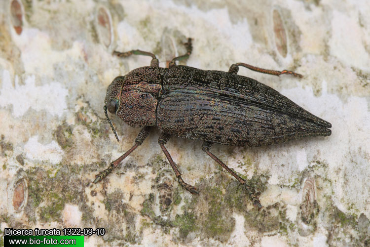 Dicerca furcata - krasec
1322-09-10
UK: jewel beetle
= Buprestis acuminata
= Buprestis calcarata
= Dicerca acuminata
= Dicerca opaca