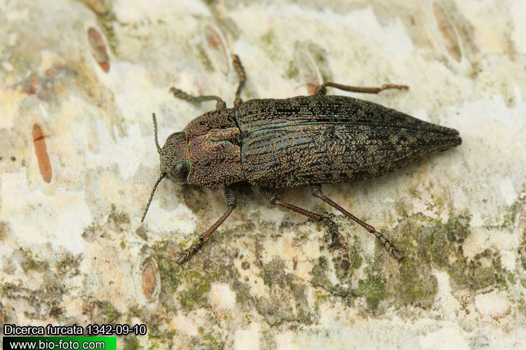 Dicerca furcata - krasec
1342-09-10
UK: jewel beetle
= Buprestis acuminata
= Buprestis calcarata
= Dicerca acuminata
= Dicerca opaca