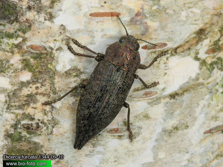 Dicerca furcata - krasec
1344-09-10
UK: jewel beetle
= Buprestis acuminata
= Buprestis calcarata
= Dicerca acuminata
= Dicerca opaca