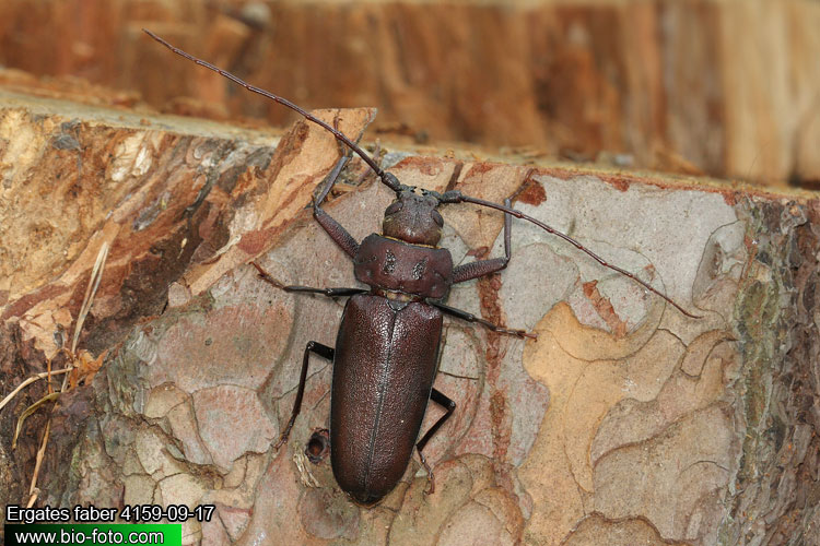 Ergates faber 4159-09-17 CZ: tesařík zavalitý DE: Der Mulmbock Zimmerbock UK: Giant horned beetle SK: Fuzáč zavalitý HU: Ácscincér PL: Borodziej próchnik Cerambycidae 