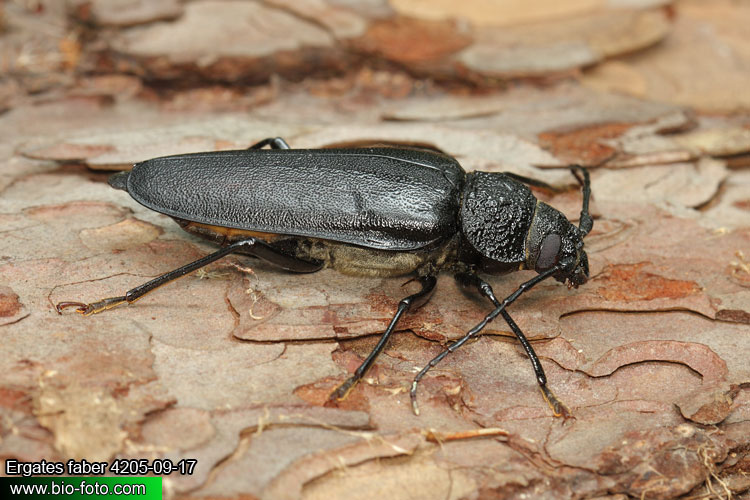Ergates faber 4205-09-17 CZ: tesařík zavalitý DE: Der Mulmbock Zimmerbock UK: Giant horned beetle SK: Fuzáč zavalitý HU: Ácscincér PL: Borodziej próchnik Cerambycidae 