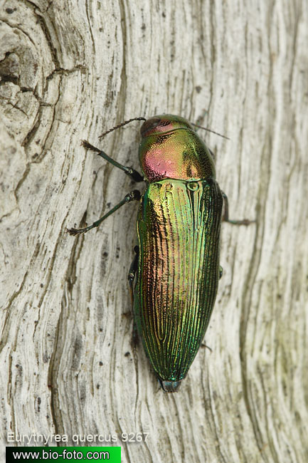 Eurythyrea quercus 9267 CZ: krasec dubový DE: Eckschildiger Glanz-Prachtkäfer UK: jewel beetle 