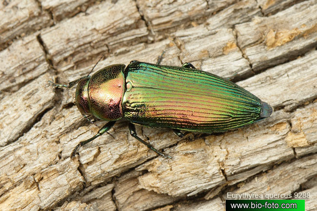 Eurythyrea quercus 9288 CZ: krasec dubový DE: Eckschildiger Glanz-Prachtkäfer UK: jewel beetle