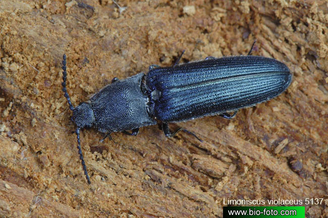 Limoniscus violaceus 5137-36-2008 CZ: kovařík fialový UK: Violet click beetle SK: kováčik fialový PL: Pilnicznik fiołk DE: Der Veilchenblaue Wurzelhalsschnellkäfer 