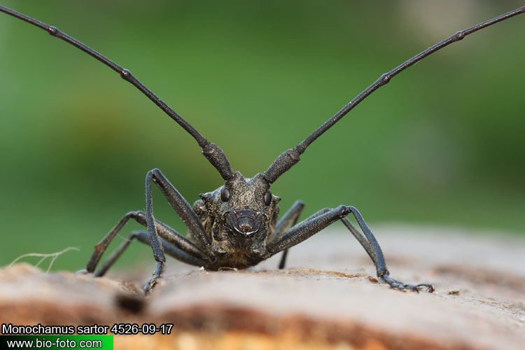 Monochamus sartor - kozlíček hvozdník
4611-09-18
DE: Waldbockkäfer Scheiderbock UK: long-horned beetle PL: Żerdzianka szewc SK: Vrzúnik pralesový 