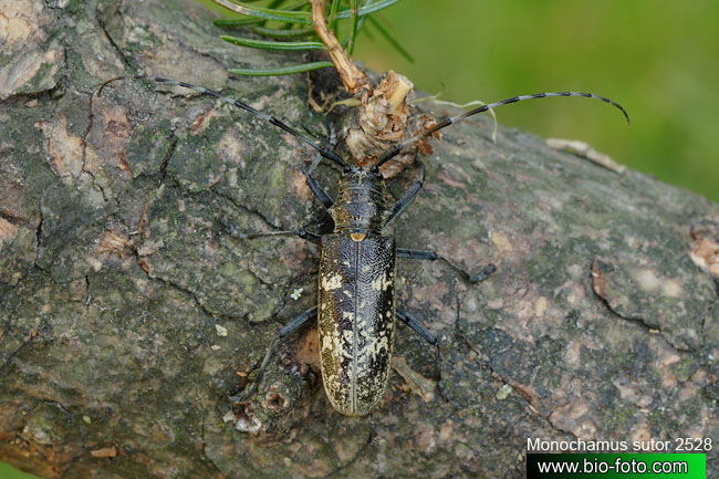 kozlíček smrkový - Monochamus sutor
IMG 2528

UK: small white-marmorated long-horned beetle DE: Schusterbock SK: vrzúnik smrekový 