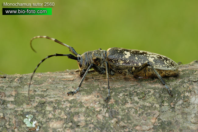 Monochamus sutor 2560 CZ: kozlíček smrkový UK: small white-marmorated long-horned beetle DE: Schusterbock SK: vrzúnik smrekový 