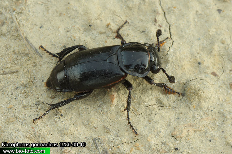 Nicrophorus germanicus 1236-09-10 CZ: hrobařík velký DE: Schwarzer Totengräber UK: black burying beetle syn.: hrobařík největší 
