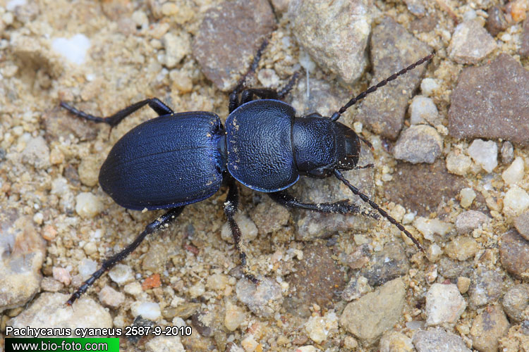 Pachycarus (Mystropterus) cyaneus 2587-9-2010
CZ: střevlík UK: Ground-beetle 