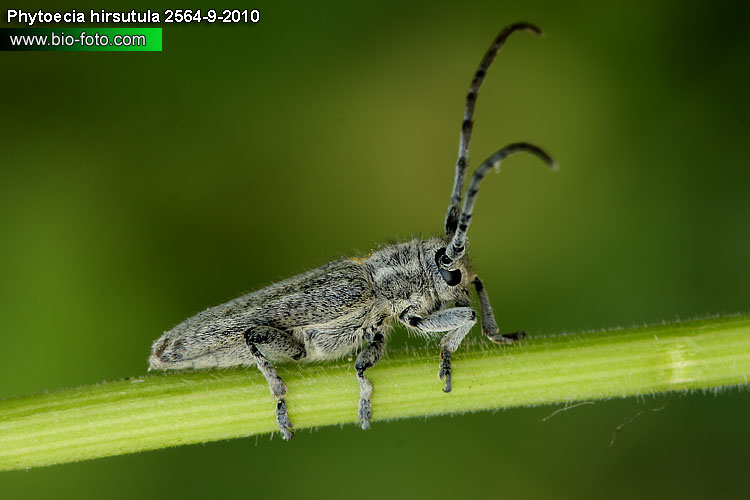 Phytoecia (Pilemia) hirsutula 2564-9-2010 CZ: kozlíček UK: longhorned beetle DE: Bockkäfer