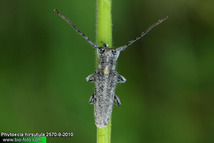 Phytoecia (Pilemia) hirsutula 2570-9-2010 CZ: kozlíček UK: longhorned beetle DE: Bockkäfer