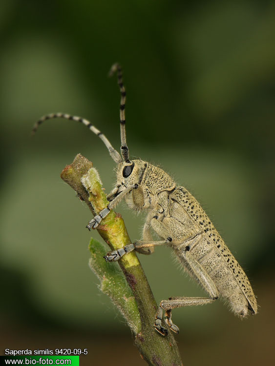 Saperda (=Anaerea) similis 9420-09-5 CZ: kozlíček UK: long-horned beetle DE: Seehundsbock 