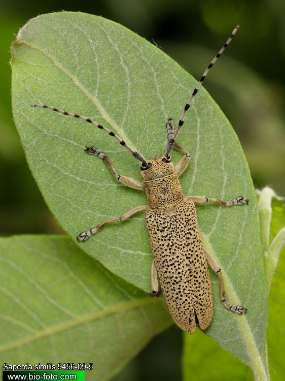 Saperda (=Anaerea) similis 9456-09-5 CZ: kozlíček UK: long-horned beetle DE: Seehundsbock 