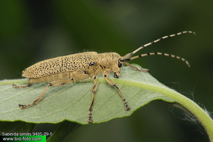 Saperda (=Anaerea) similis 9485-09-5 CZ: kozlíček UK: long-horned beetle DE: Seehundsbock 