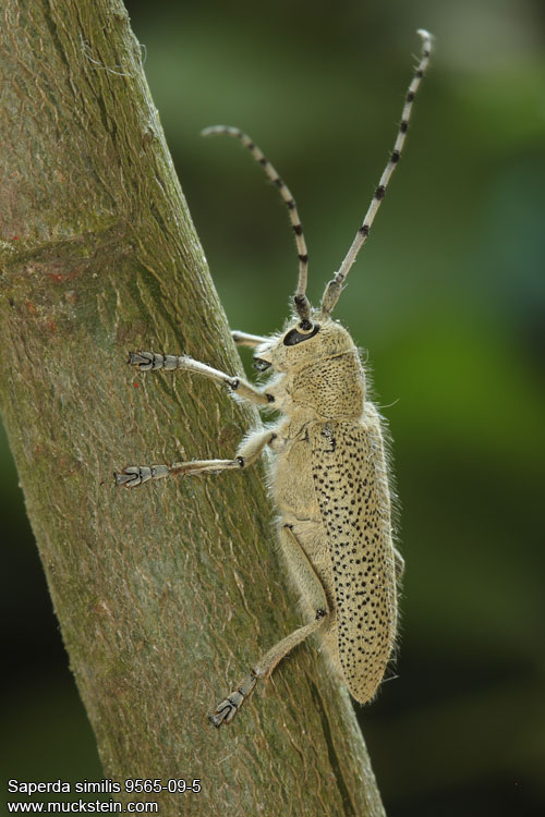 Saperda (=Anaerea) similis 9565-09-5 CZ: kozlíček UK: long-horned beetle DE: Seehundsbock 