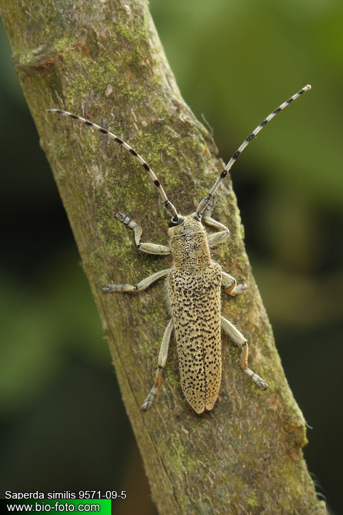 Saperda (=Anaerea) similis 9571-09-5 CZ: kozlíček UK: long-horned beetle DE: Seehundsbock 