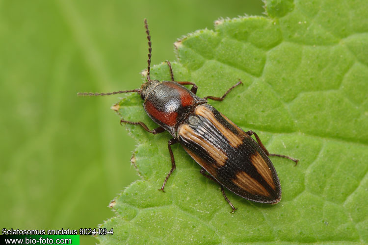 Selatosomus cruciatus 9204-09-4 CZ: kovařík Elateridae Click Beetle Schnellkäfer Щелкун крестовый 