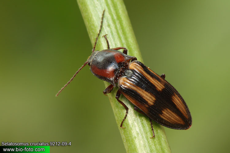 Selatosomus cruciatus 9212-09-4 CZ: kovařík Elateridae Click Beetle Schnellkäfer Щелкун крестовый 