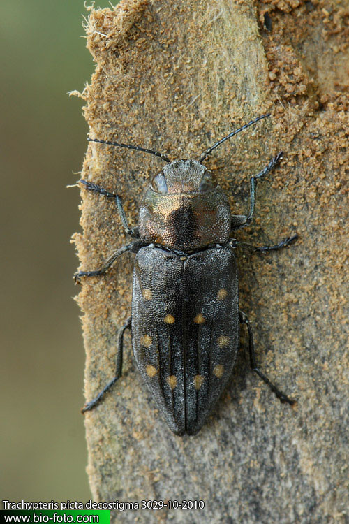 Trachypteris picta decostigma 3029-10-2010 CZ: krasec UK: Jewel Beetle DE: Gefleckter Zahnrand-Prachtkäfer 