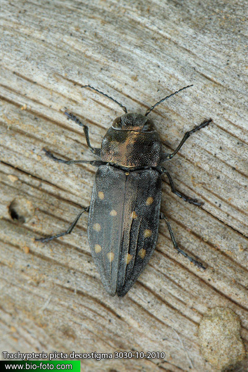 Trachypteris picta decostigma 3030-10-2010 CZ: krasec UK: Jewel Beetle DE: Gefleckter Zahnrand-Prachtkäfer 