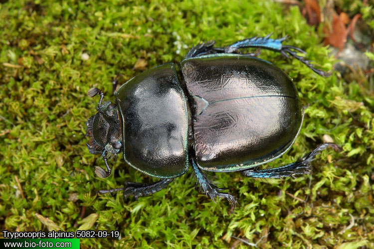 Trypocopris alpinus 5082-09-19 CZ: chrobák alpský DE: Mistkäfer Alpenmistkäfer FR: Géotrupe SLO: gorski govnač UK: Mountain dung beetle 