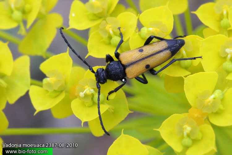 Vadonia moesiaca 2387-08-2010 CZ: tesařík UK: longhorned beetle 