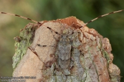 Acanthocinus aedilis - kozlíček dazule
7937-09-3
DE: Zimmermannsbock UK: Timberman beetle SE: Timmerman skalbagge Cerambycidae
albums/brouci/thumb_Acanthocinus-aedilis-7937.jpg