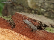 Acanthocinus aedilis - kozlíček dazule
8186-09-3
DE: Zimmermannsbock UK: Timberman beetle SE: Timmerman skalbagge Cerambycidae
albums/brouci/thumb_Acanthocinus-aedilis-8186.jpg