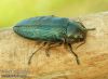 Buprestic-rustica-krasec-borovy-jewel-beetle-muckstein-IMG_1643.jpg