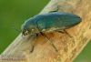 Buprestic-rustica-krasec-borovy-jewel-beetle-muckstein-IMG_1645.jpg