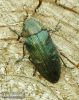 Buprestic-rustica-krasec-borovy-jewel-beetle-muckstein-IMG_1649.jpg